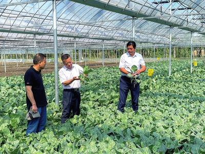 田間地頭送科技解難題 &ldquo;不老松&rdquo;助力鄉(xiāng)村振興