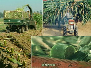 安徽青儲黑白膜 品質(zhì)卓越的青儲 黑白膜市場價格情況