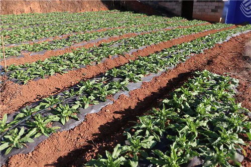 干企再話 致富經 ,產業興旺信心足 塔甸鎮召開產業發展及產業扶貧座談會